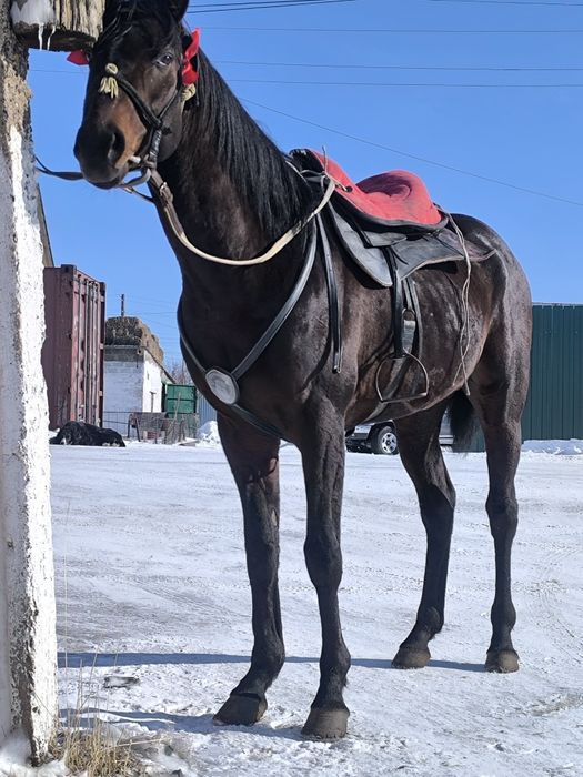 Айгыр жеребец! классный