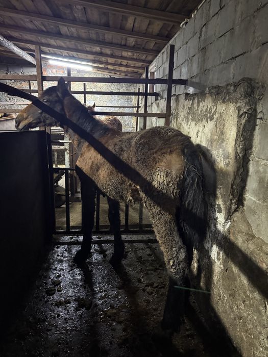 Лошади с откорма на развод.