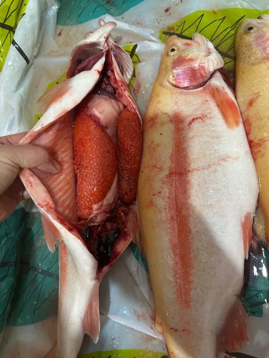 Форель охлажденая свежая