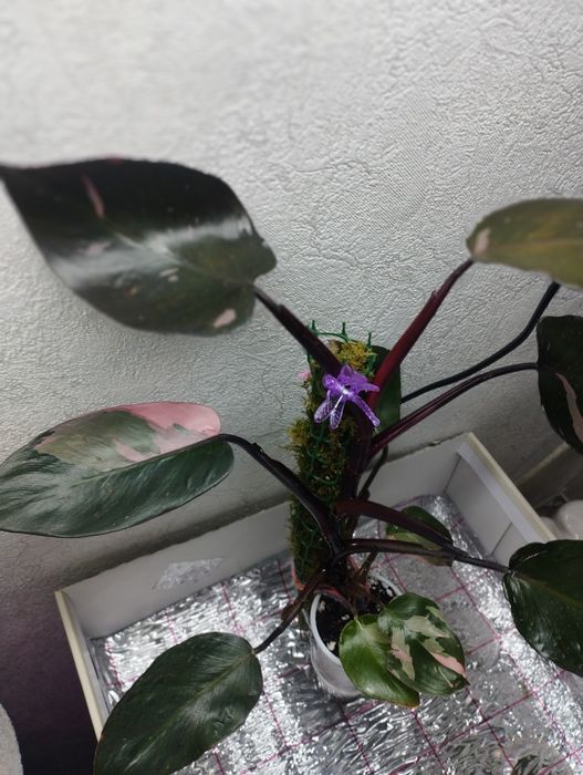 Продам филодендрон розовая принцесса