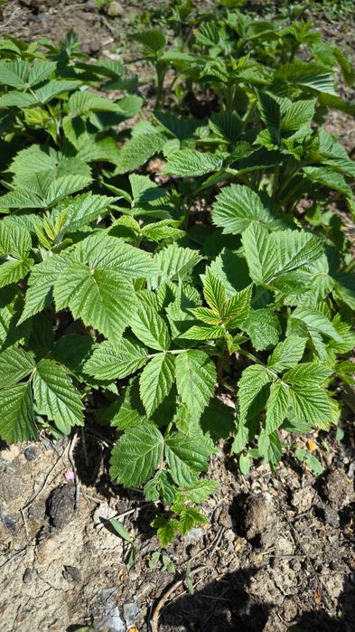 Малина ремонтатная