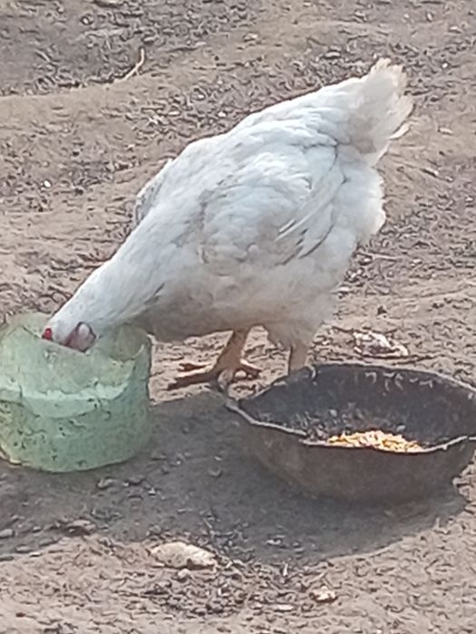 Бролер 5 кг кормили зерной хороший опитита для мяса