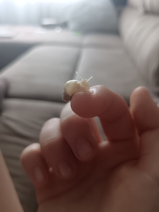 Улитки Ахатины, 2 месяца