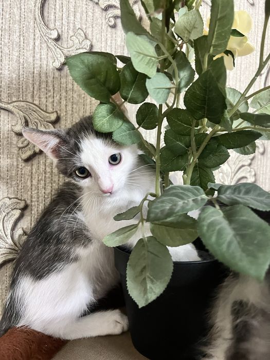 В добрые руки котята