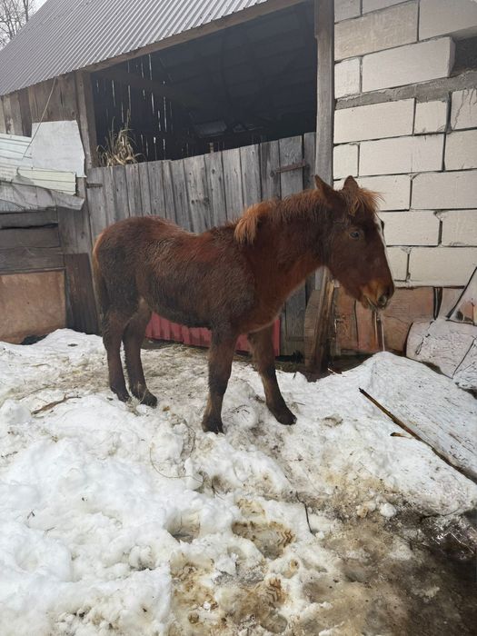 Vând 2 manze tinere