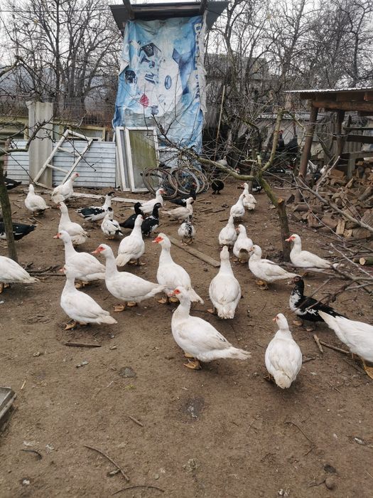 Vând rațe și cocoși