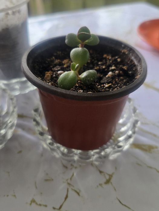 Продам отростки денежного дерева