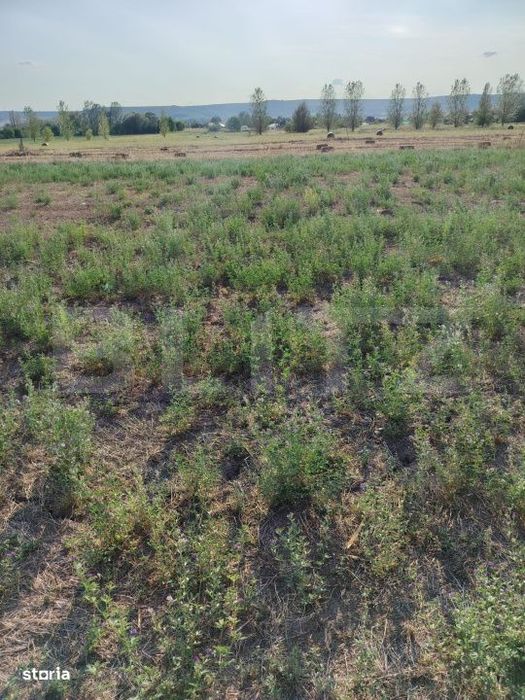 Teren intravilan, 500 mp, zona Releu - Simnicu de Jos