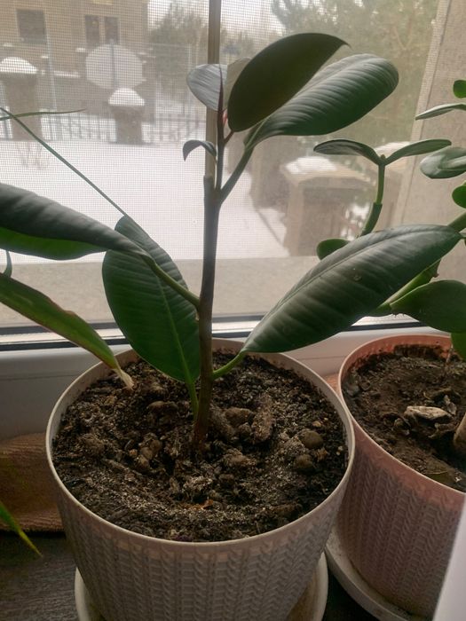 Цветы подарок на Праздник