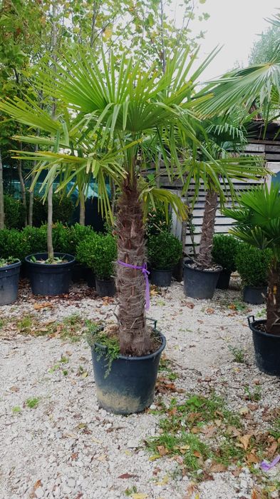 Palmierii trachicarpus Fortunei