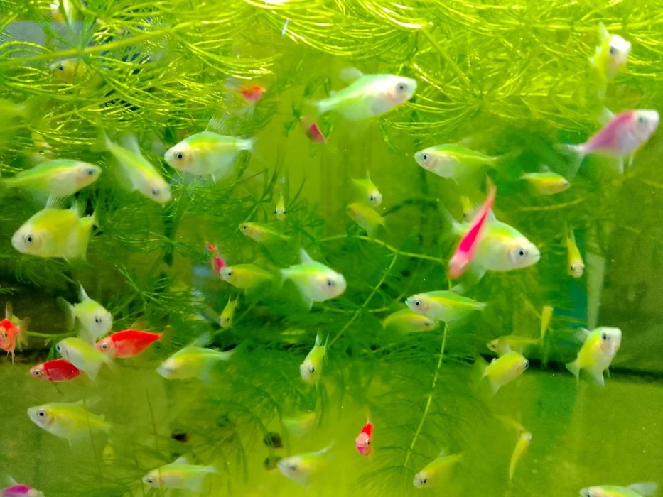 Продам тернеции.