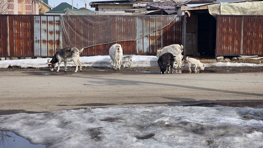 Продам всех коз за 800
