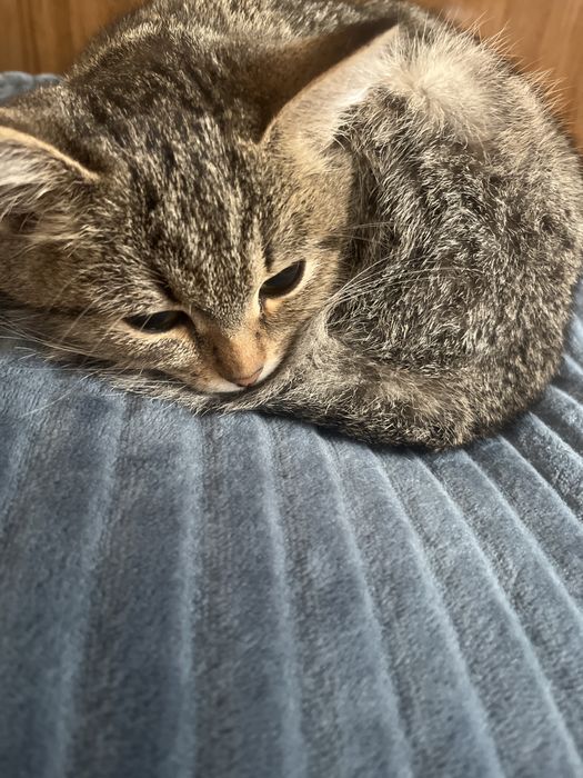 Отдам кошечку в добрые руки