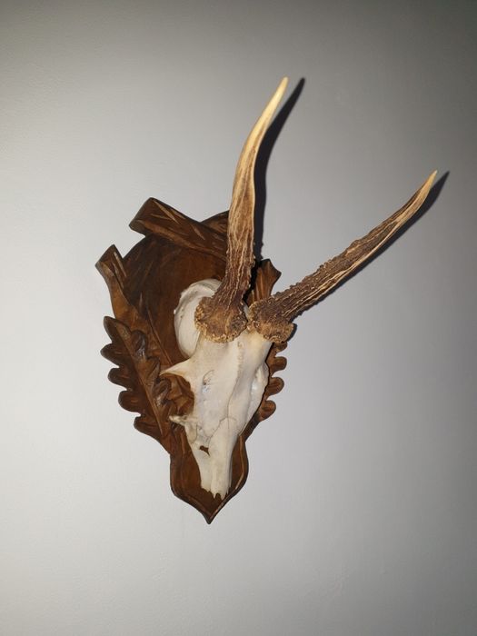 Ловни  трофей за стена