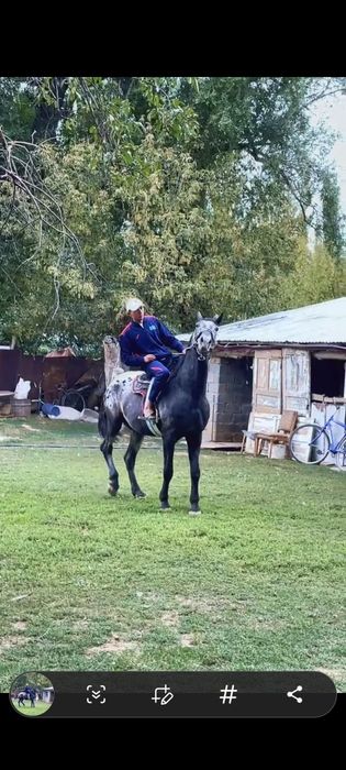 Айгыр шаухар,байшубар