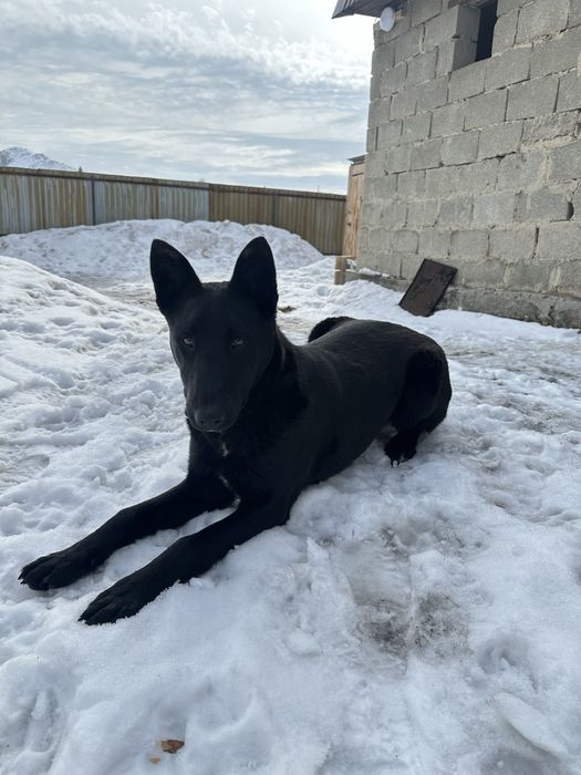 продам щенка породы малинуа