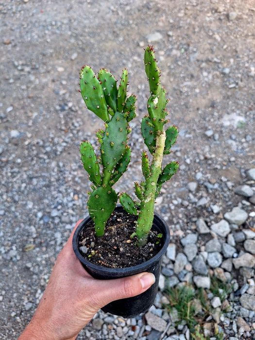 Plante de interior sau de birou