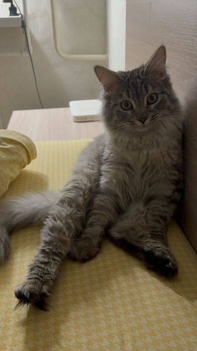 Кот в добрые руки бесплатно