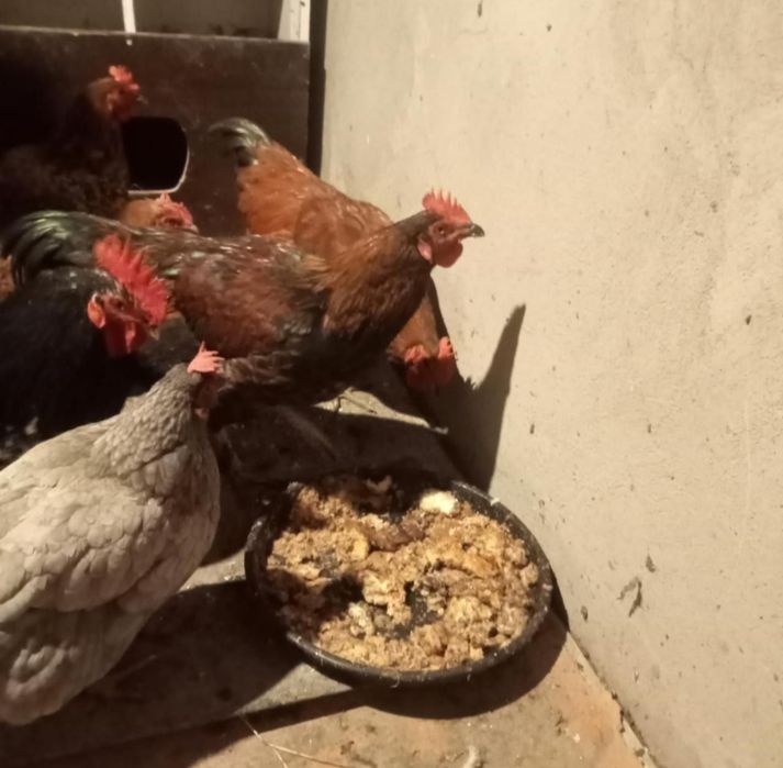 Петухи молодые продам