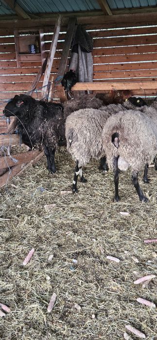 De vanzare berbeci Romanov