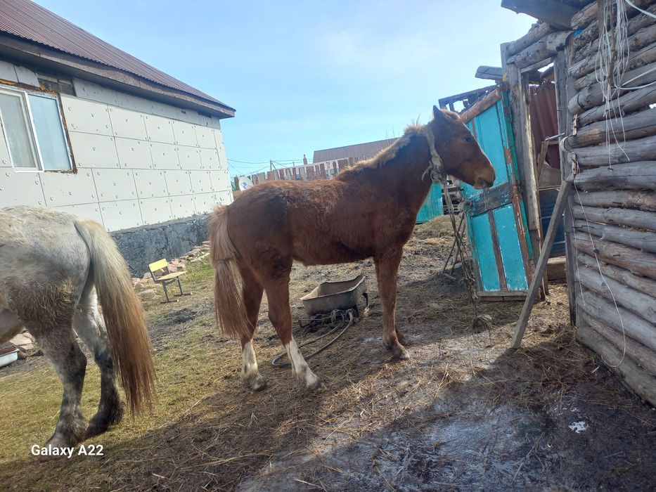 Бие, тай сатылады