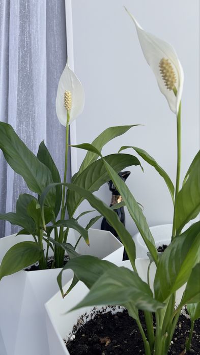 Продам цветок спатифиллум