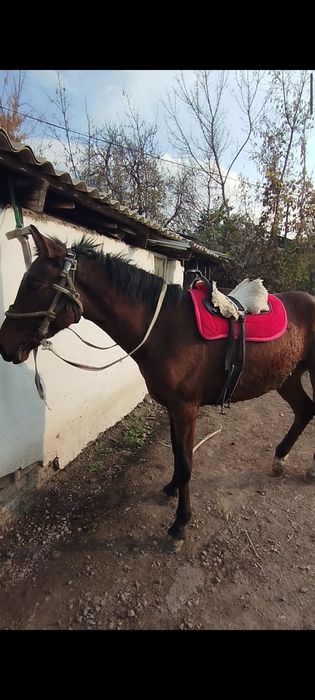 Продам жеребенка