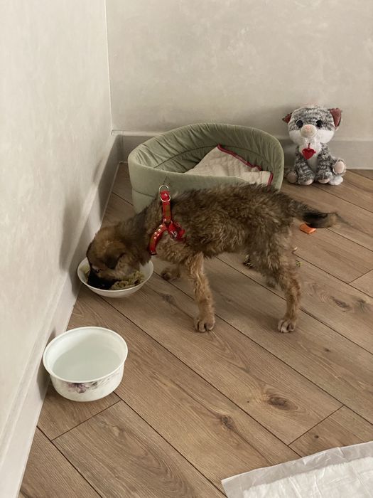 Щенок девочка помесь овчарки