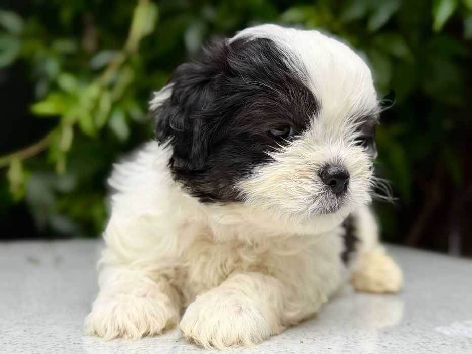 Mascul Shih Tzu, exemplar deosebit!