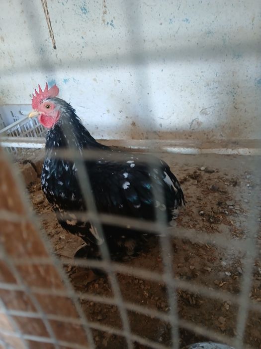 Чойнак жужахурозча сотилади