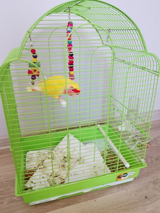 Продам попугая неразлучника