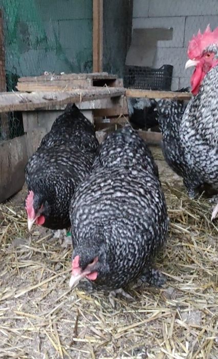 Ouă incubație Coucou de Malines