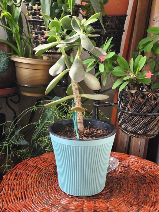 Денежное дерево продам