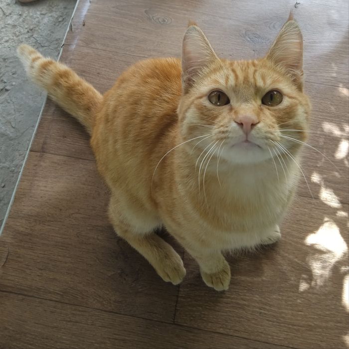 Кошка 12 месяц, хороший, самостоятельно