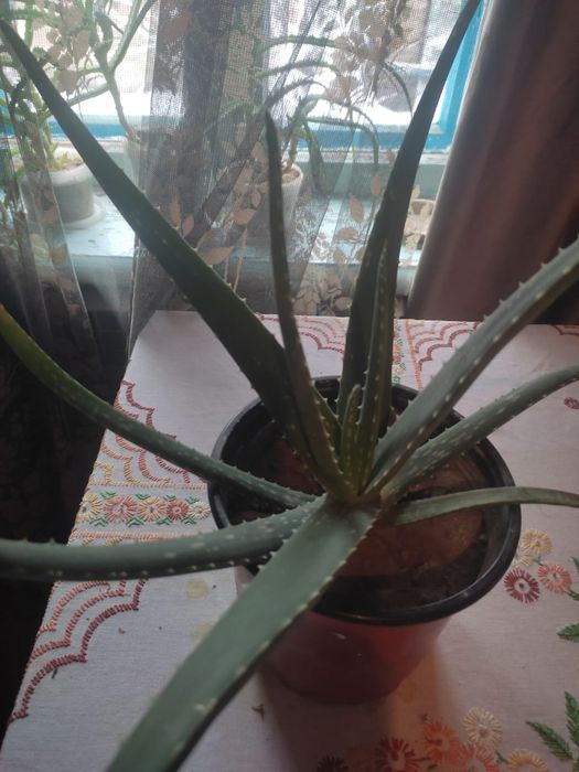 Продам Лечебное Алоэ