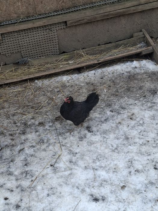 Vand 2 cocoși și 2 găinușe  corcite