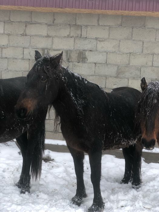 Продам лошадей КРС с откорма