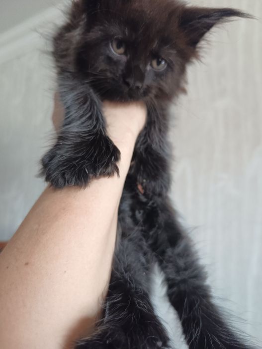 Котята от классика до Полидакта  Мейн Кун