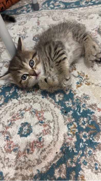 Отдаю бесплатно котят