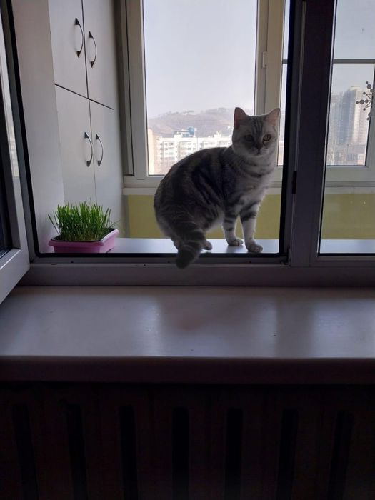 срочно ищем дом коту