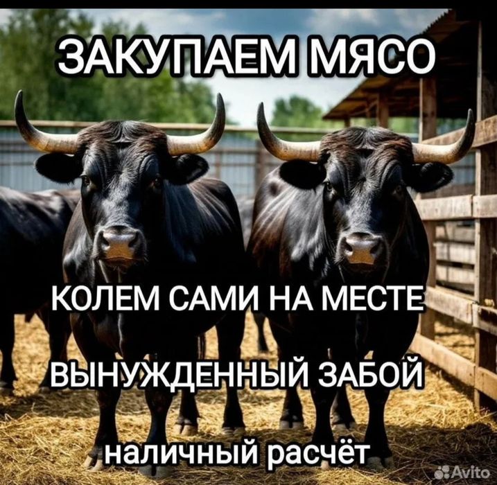 . Закупаю Мясо Дорого ,мясной магазин, колбасный цех