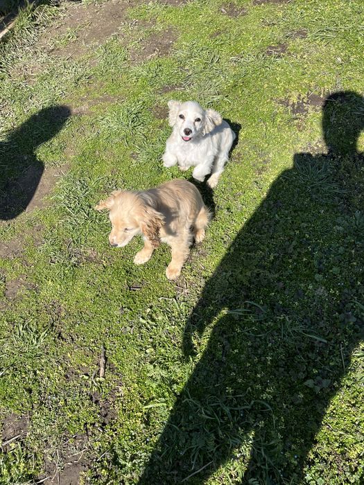 Малки кокер шпаньоли