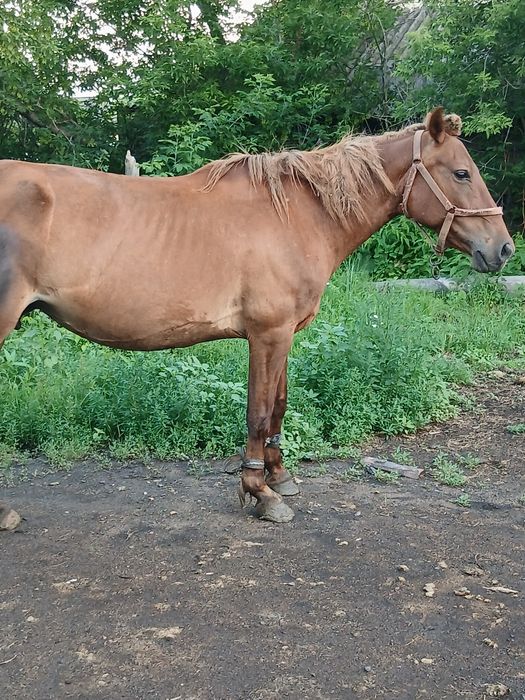 Продам двух лошадей