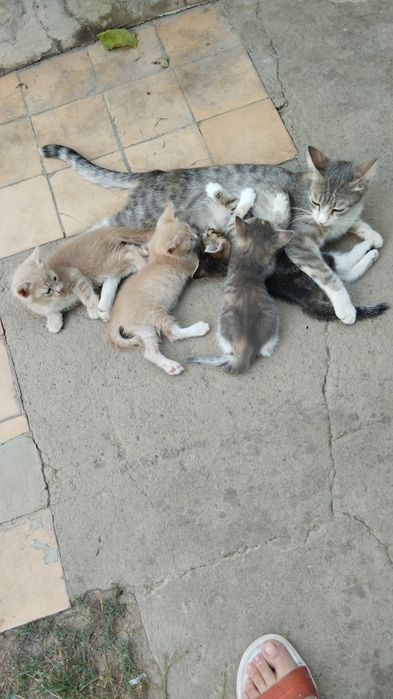 Пожалуйста помогите..котята все разные.красивые.уже умнички..12.штук.