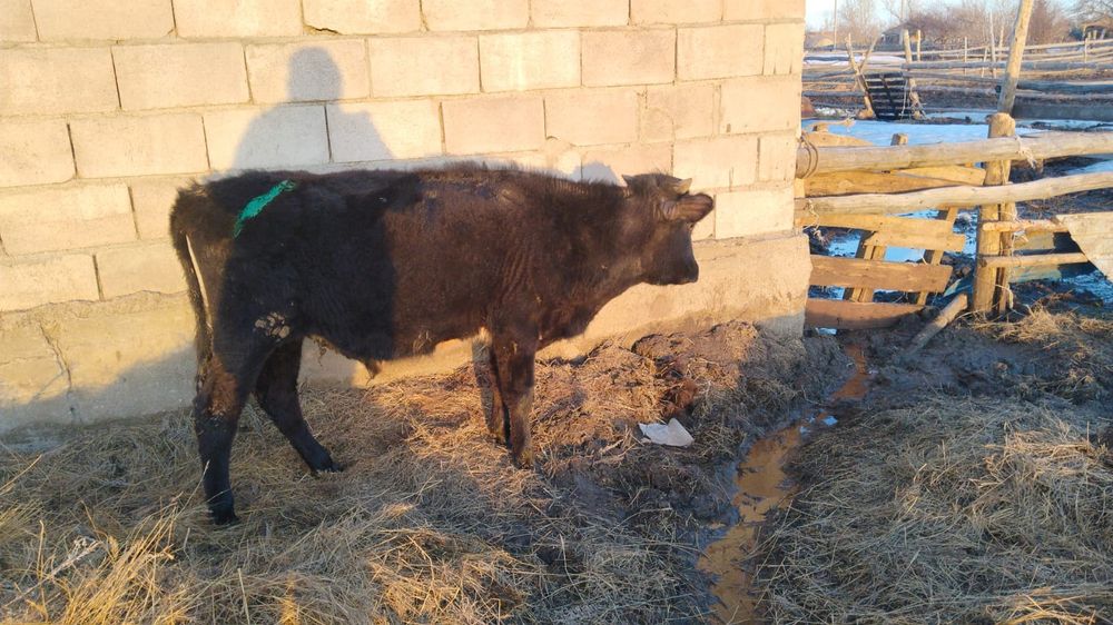 Продам бычка одного  бычка и телочку.