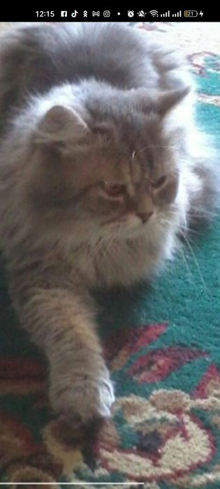 Пропал кот очень ласковый