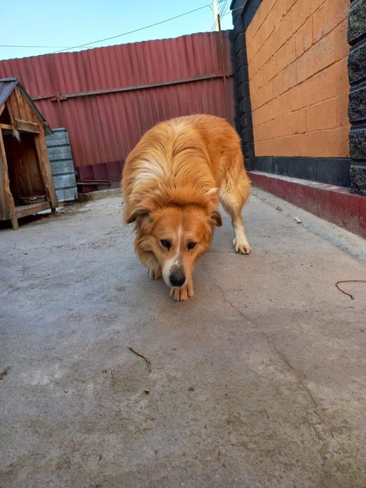 Кавказский овчарка