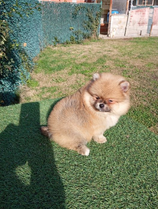 Померан померанчета