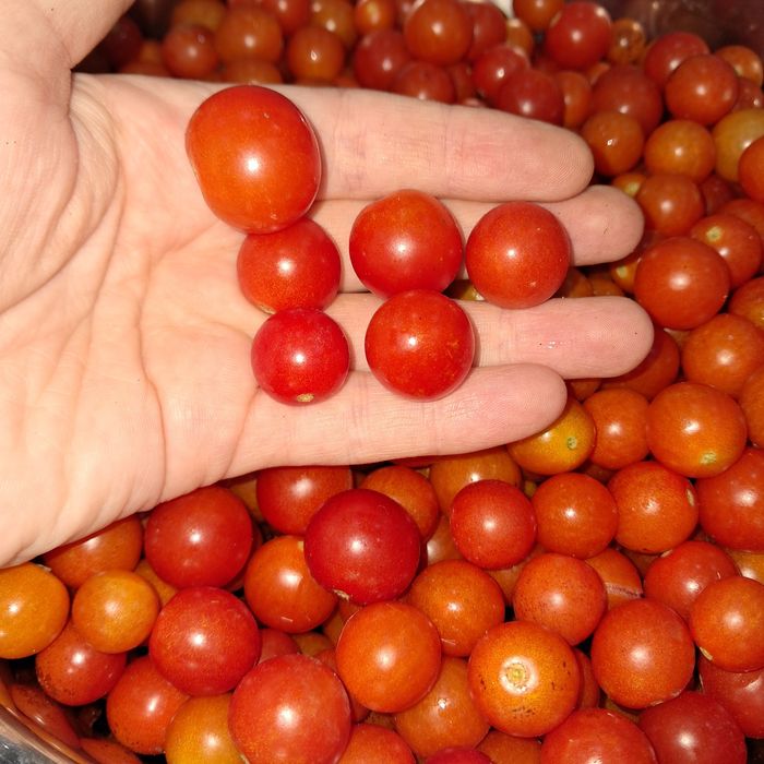 Продам помидоры черри
