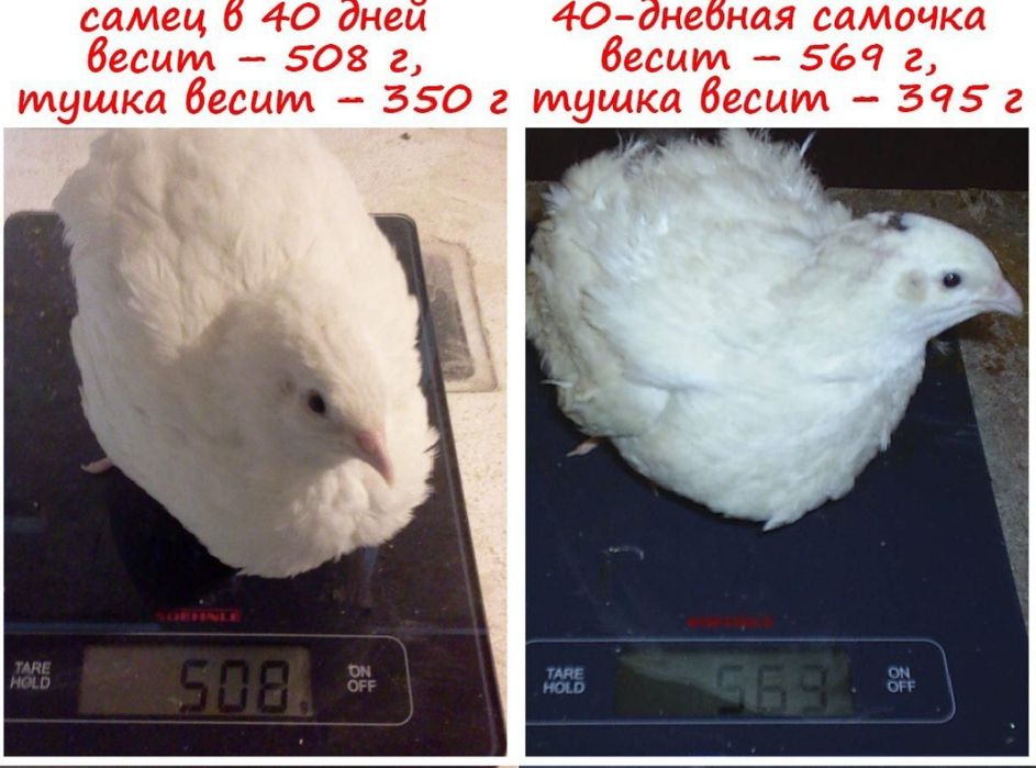 Beliy gigant 400-500gr